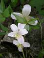 F05 clematite sauvage de Julien PONS 2 